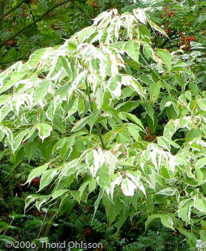 Acer negundo 'Flamingo'